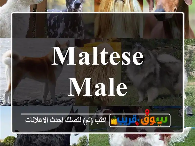 Maltese Male