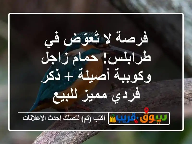 فرصة لا تُعوّض في طرابلس! حمام زاجل وكوببة أصيلة +...