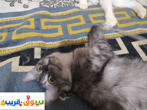 تبنى قططاً ساحرة بجدة! ✨ عمر 4 شهور للتبني - حي الشرفية...