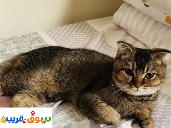 للبيع قط سكوتش فولد جميل  عمر سنة قط ذكر عمره سنة،...