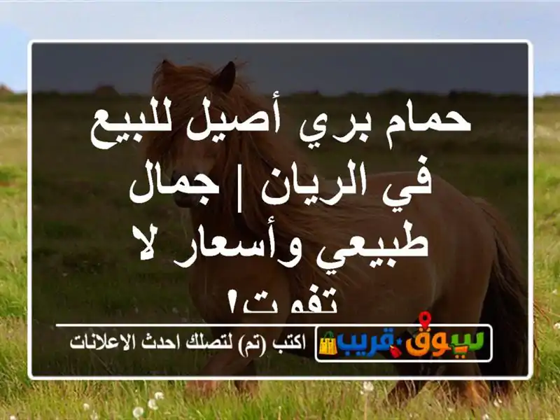 حمام بري أصيل للبيع في الريان | جمال طبيعي وأسعار...