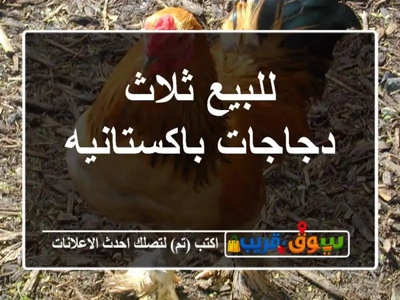 للبيع ثلاث دجاجات باكستانيه