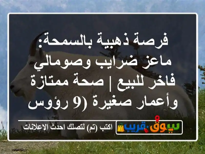 فرصة ذهبية بالسمحة: ماعز ضرايب وصومالي فاخر للبيع |...