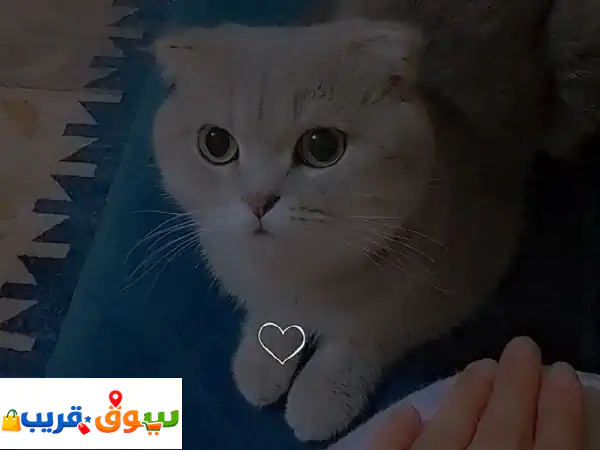 فرصة نادرة: سكوتش فولد لعوب وصحي (9 شهور) يبحث عن...