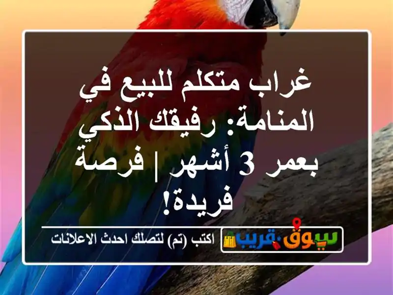 غراب متكلم للبيع في المنامة: رفيقك الذكي بعمر 3 أشهر...