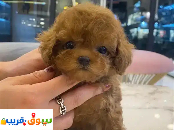 Female Poodle for sale