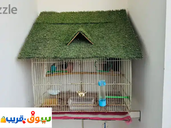 Love birds