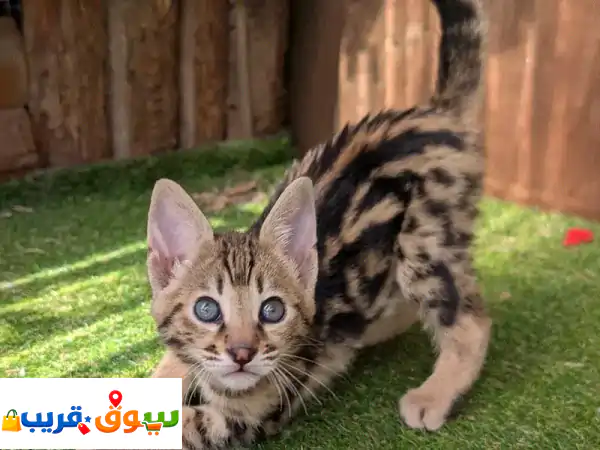 Savannah Catsu002 Fu002 FWhatsapp Me )