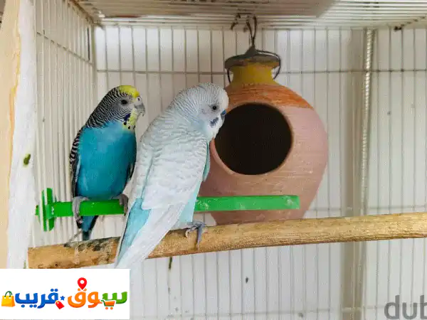Love birds 2