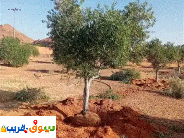 يتوفر لدي أشجار زيتون ونخيل وشنطني وعربي 2