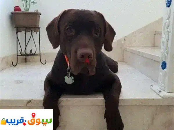 Male Labrador Looking for Female for Marriage 2