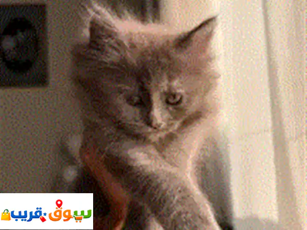 قطط عمر شهرين للتبني برسوم بريتش لون رمادي أنثي بريتش بلون بيج ذكر همايالا أبيض في بيج ذكر اسكوتش ... 4