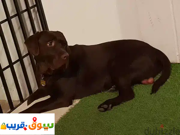 Male Labrador Looking for Female for Marriage 3