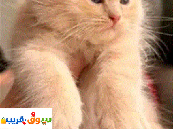 قطط عمر شهرين للتبني برسوم بريتش لون رمادي أنثي بريتش بلون بيج ذكر همايالا أبيض في بيج ذكر اسكوتش ... 2