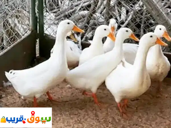 بط للبيع