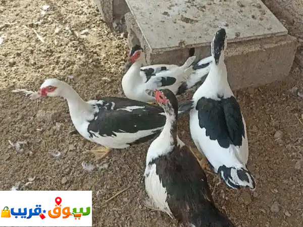 بط للبيع 2