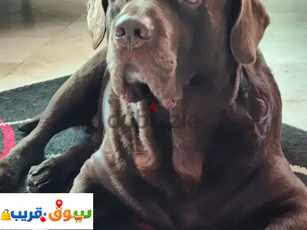 Male Labrador Looking for Female for Marriage