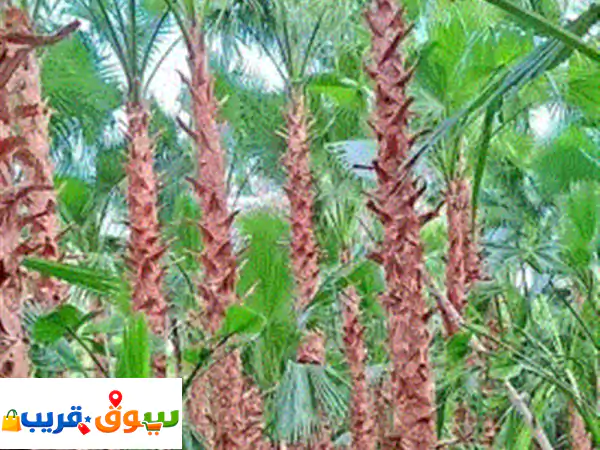 نخل واشنطني ابومروح درجة أولى للبيع جميع المقاسات الطلب واستفسارا 2