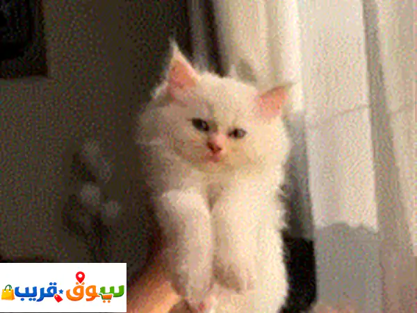 قطط عمر شهرين للتبني برسوم بريتش لون رمادي أنثي بريتش بلون بيج ذكر همايالا أبيض في بيج ذكر اسكوتش ... 3