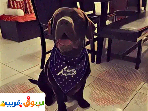 Male Labrador Looking for Female for Marriage 4