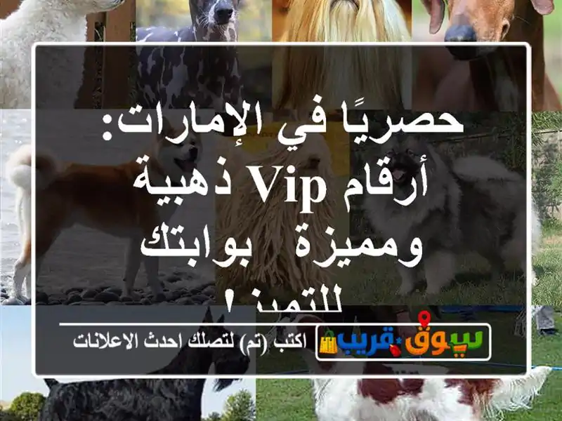 حصريًا في الإمارات: أرقام VIP ذهبية ومميزة - بوابتك للتميز!