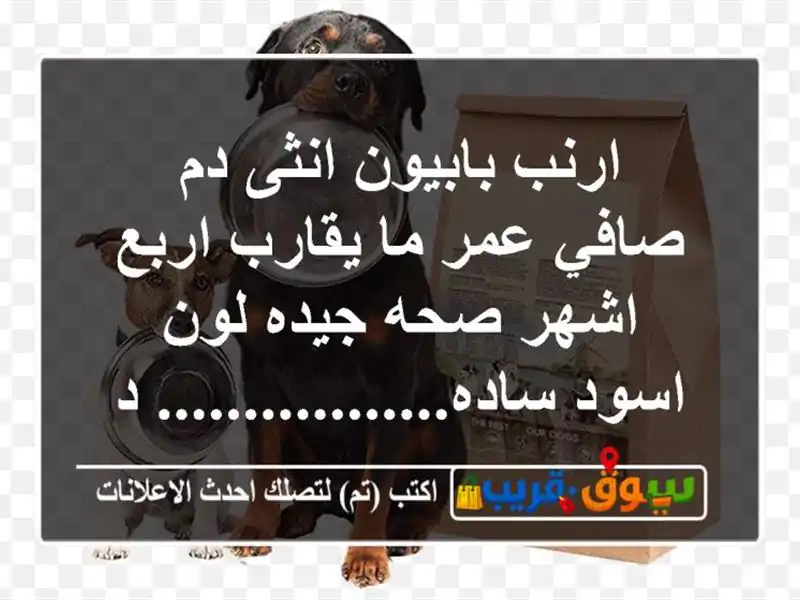 ارنب بابيون انثى دم صافي عمر ما يقارب اربع اشهر صحه جيده لون اسود ساده................. د.........