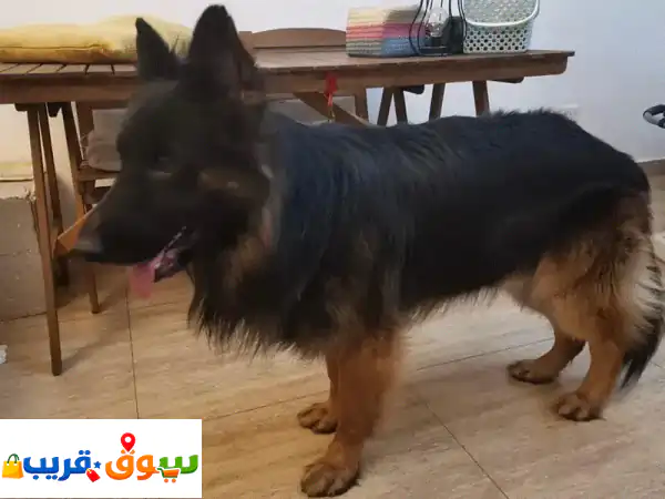 German Shepard dog show line male
