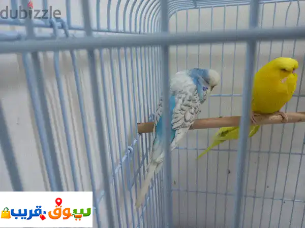 ببغاء الدرة (البادجي) للبيع: صحة ممتازة، حلقات تعريفية، يجلب السعادة! 2