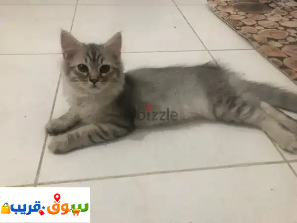 FOR SALE PERSIAN KITTENS 2
