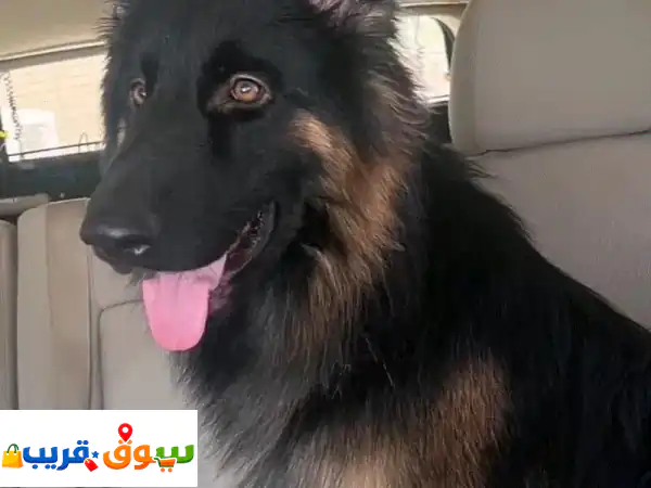 German Shepard dog show line male 2