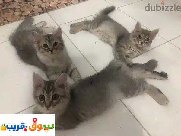 FOR SALE PERSIAN KITTENS 3