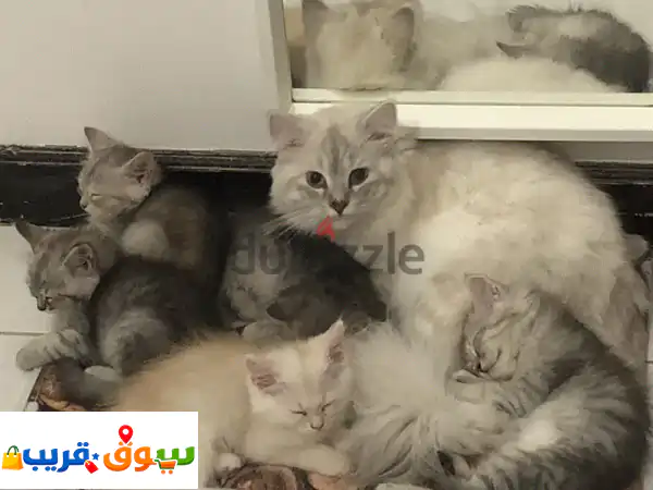 FOR SALE PERSIAN KITTENS