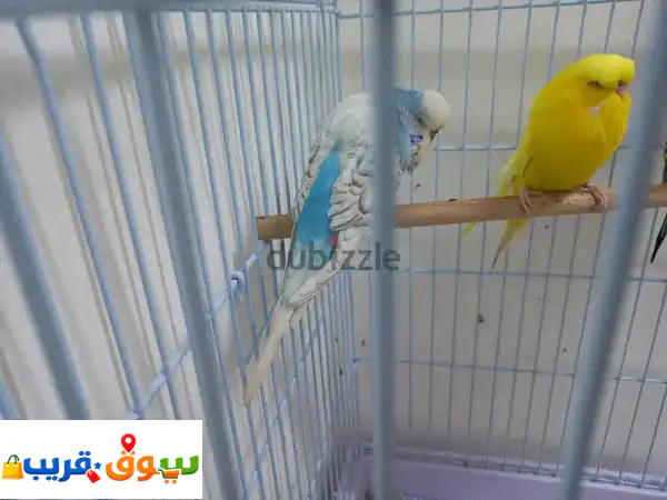ببغاء الدرة (البادجي) للبيع: صحة ممتازة، حلقات تعريفية، يجلب السعادة!