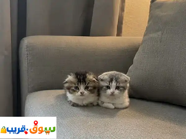 قطط للبي. ع المستعجل 45
