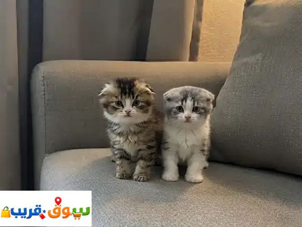 قطط للبي. ع المستعجل 45 2