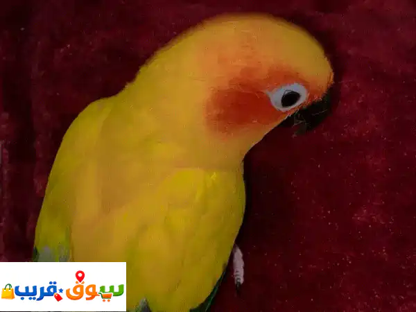 Sun kenor parrot 4