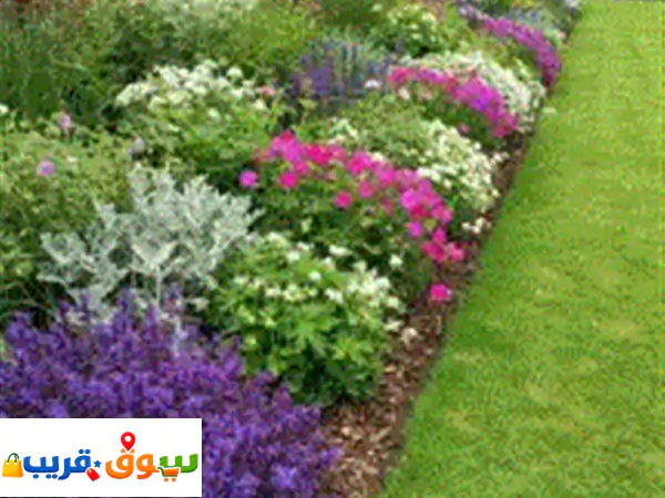 خدمة تنظيف وتنسيق الحدائق المنزلية أقدم خدمات تنظيف الحدائق قص وتشذيب الشجيرات ازالة الأعشاب الجافة ... 2