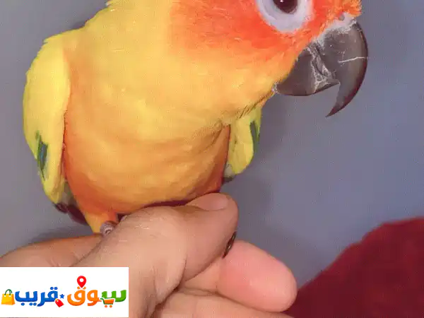 Sun kenor parrot 3