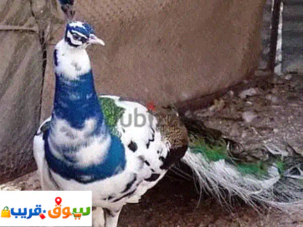 peacock checks 2