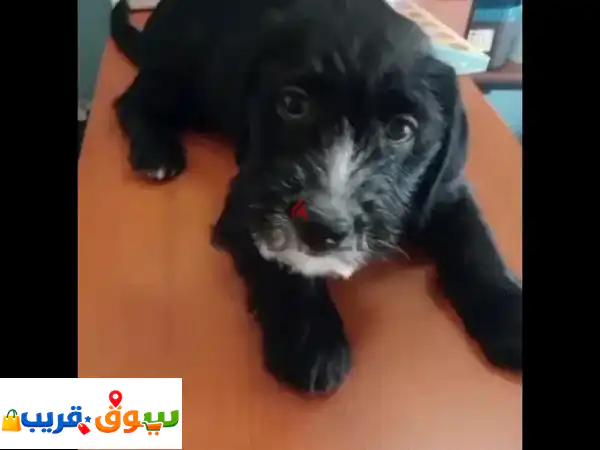 urgent healthy cute dog and friendly