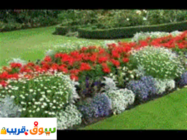 خدمة تنظيف وتنسيق الحدائق المنزلية أقدم خدمات تنظيف الحدائق قص وتشذيب الشجيرات ازالة الأعشاب الجافة ...