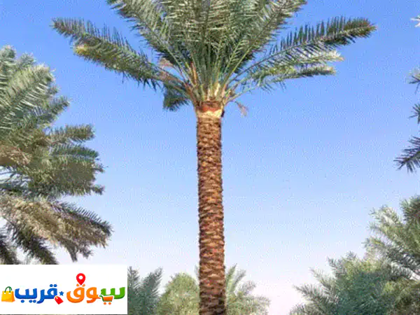 date palm trees and washingtonia supplier