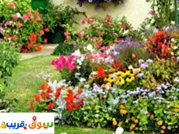 خدمة تنظيف وتنسيق الحدائق المنزلية أقدم خدمات تنظيف الحدائق قص وتشذيب الشجيرات ازالة الأعشاب الجافة ... 3