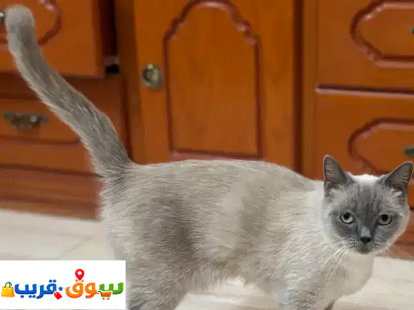 Tame british short hair for adoption 2