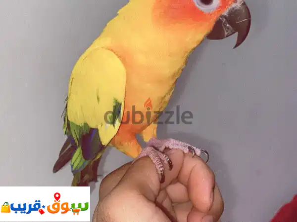 Sun kenor parrot 2