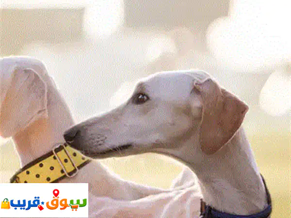 أشلي، أنثى سلوقي تتميز برشاقتها وجمالها وشخصيتها الهادئة والوفية. يعد السلوقي من أقدم السلالات ... 2