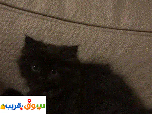 كتن شيرازي ذكر شهرين   kitten Persian male two months old 4