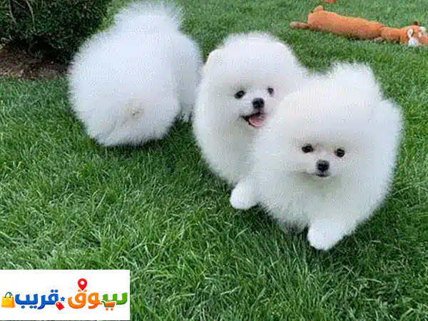 Pomeranian Puppies