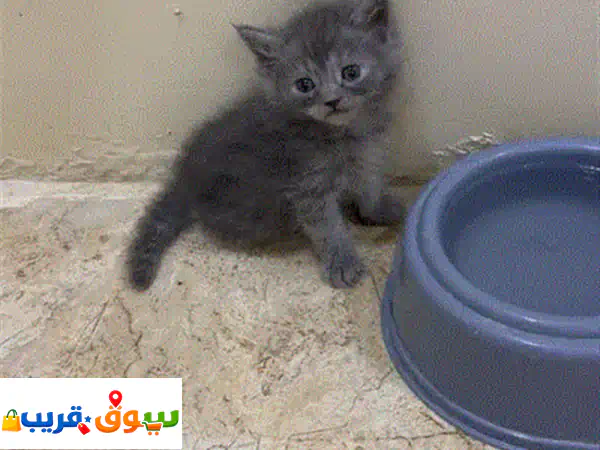 كتن شيرازي ذكر شهرين   kitten Persian male two months old 2