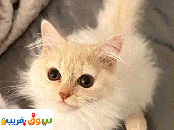 كتن شيرازي ذكر شهرين   kitten Persian male two months old 3